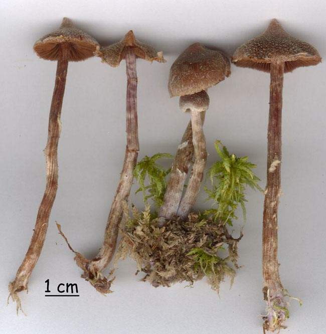 Cortinarius paleaceus